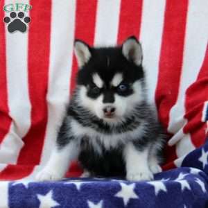 Grayson, Pomsky Puppy